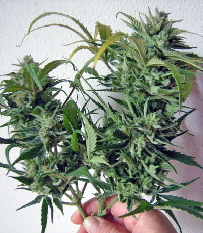 Семена сорта Sweet Special Auto fem (Sweet Seeds)