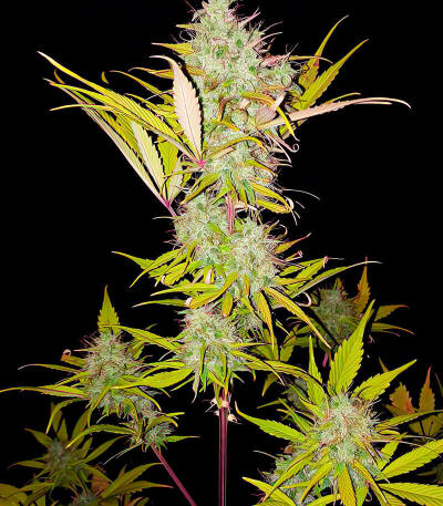 Семена сорта Chemdog Auto fem (Семяныч)