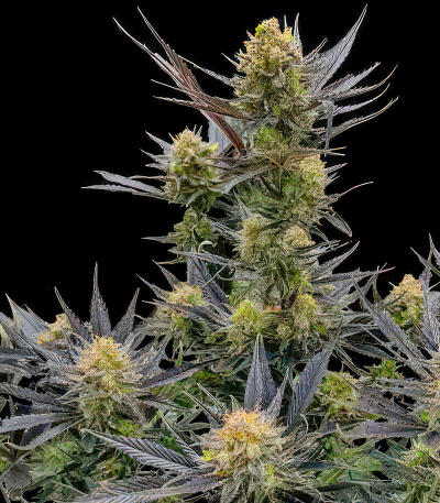 Семена сорта Guava Auto RF3 fem (FastBuds)