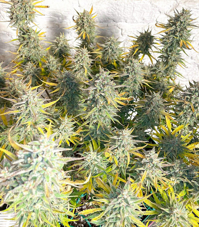 Семена сорта Strawberry Pie Auto fem (FastBuds)