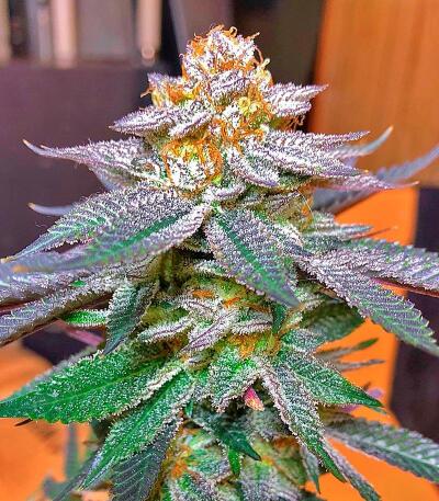 Семена сорта 10TH Planet R1 fem (Ethos Genetics)