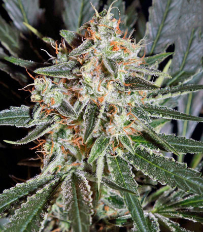 Семена сорта Cheese fem (Green House Seeds)