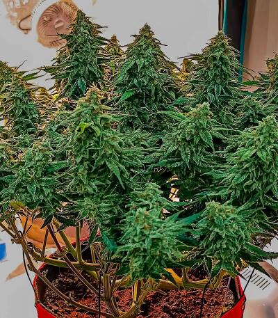 Семена сорта Chemdog Auto fem (Семяныч)