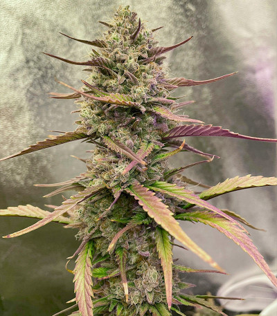 Семена сорта Strawberry Pie Auto fem (FastBuds)