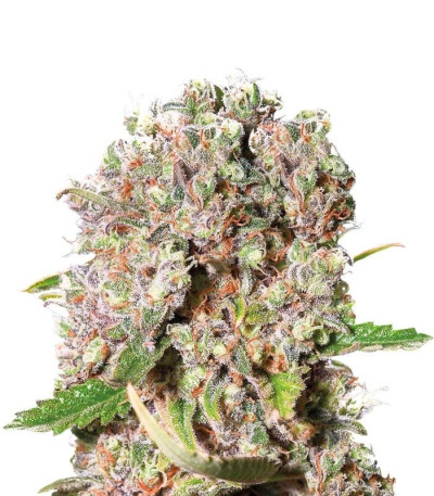 Семена сорта Mendocino Skunk fem (Paradise Seeds)