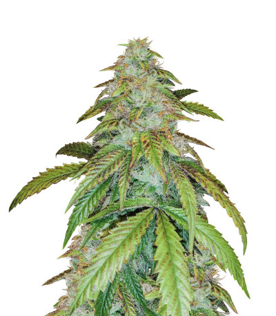 Микс семян конопли Indica Photo Mix fem (Семяныч)