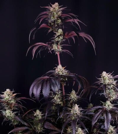 Семена сорта Strawberry Gorilla Auto RF3 fem (FastBuds)