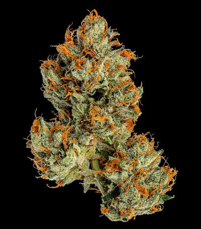Семена сорта Ultimate Bubba Auto fem (Семяныч)