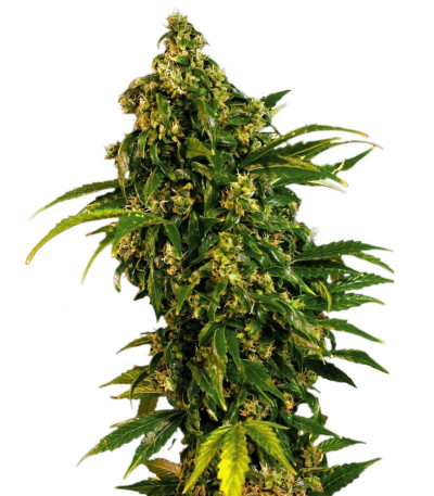 Семена сорта Auto MASS fem
