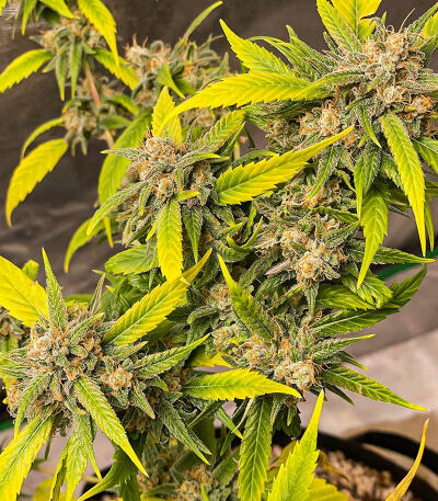 Семена сорта Watermelon Zkittlez Fast Version fem (Easy Grow Seeds)