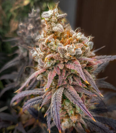 Семена сорта 50 Dragons fem (UKHTA)