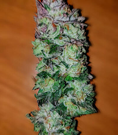 Семена сорта LA Confidential Autoflower fem (Семяныч)