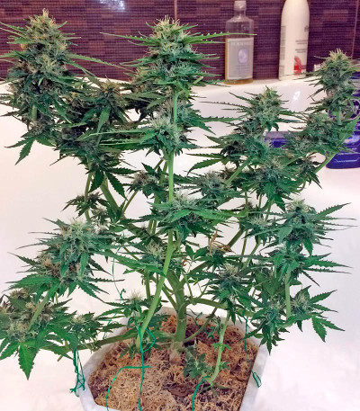 Семена сорта Northen Light X Skunk fem (World of Seeds)