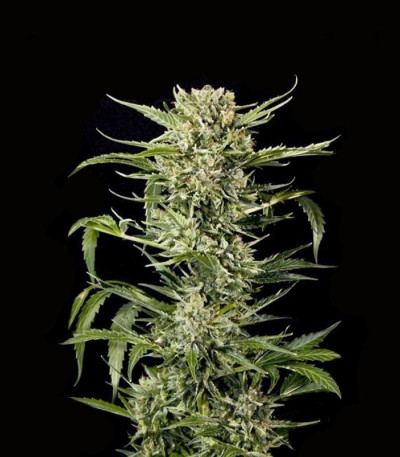 Семена сорта Auto MASS fem