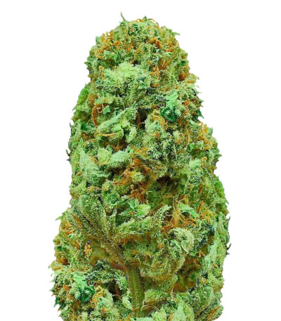 Семена сорта Amnesia Ganja Haze reg (Sumo Seeds)