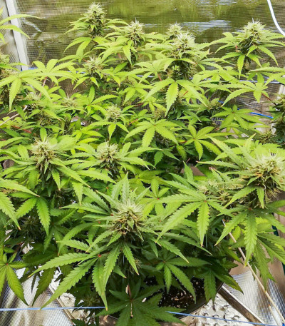 Семена сорта Auto Heaven fem (Victory Seeds)