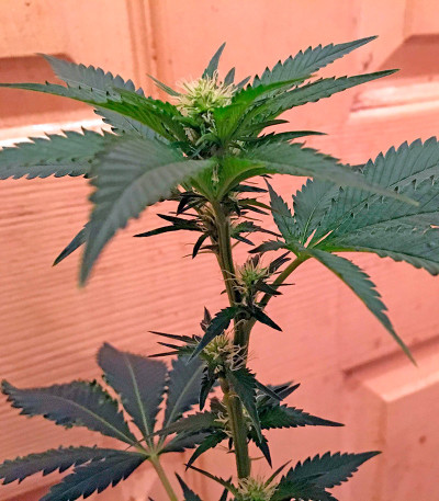 Семена сорта Chemdawg fem (Humboldt Seeds)
