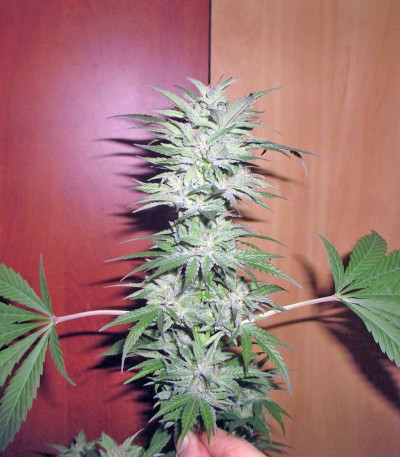 Семена сорта Power Plant fem (Dutch Passion)