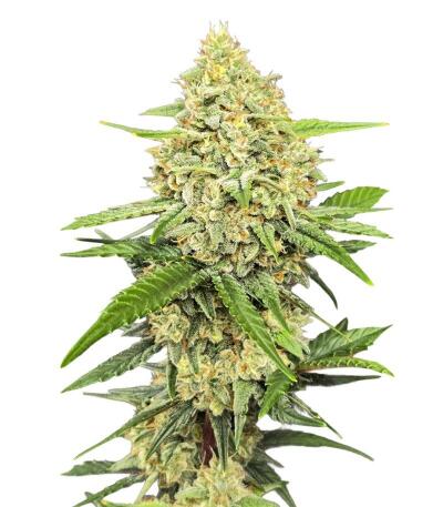 Семена сорта Guava Auto RF3 fem (FastBuds)