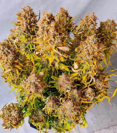 Семена конопли сорта Zoap от 7CH American