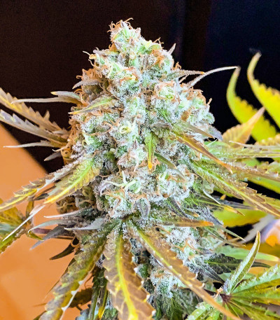 Семена сорта AK 47 Fast Version fem (Семяныч)