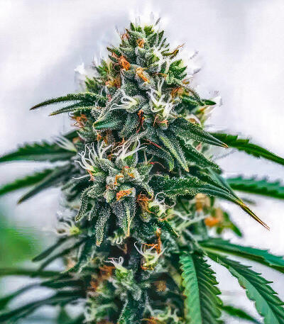 Семена сорта Gagarin Haze fem (Семяныч)