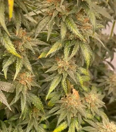 Семена сорта Lemon Drizzle fem (Barney's Farm)