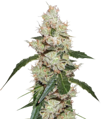 Микс семян конопли Medical Collection 8 (World of Seeds)