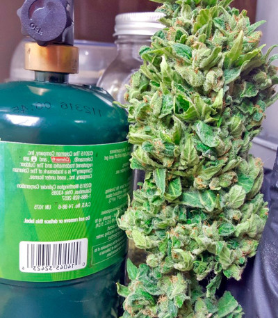 Сорт марихуаны Blue Kush Autoflowering 