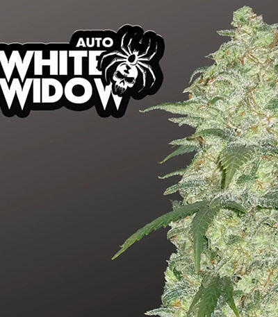 Семена сорта Original Auto White Widow fem (FastBuds)