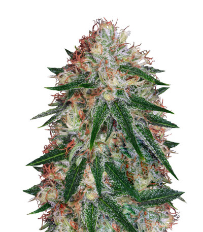 Sour Apple fem