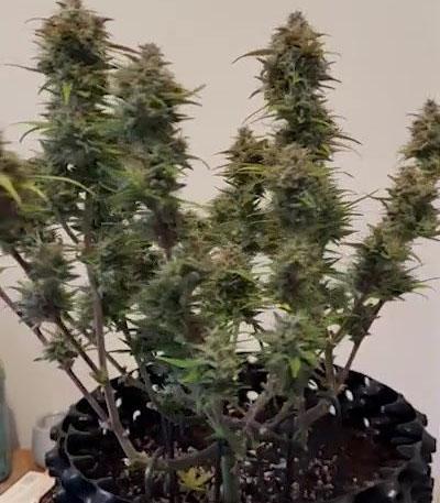 Семена сорта Six Shooter Auto fem (FastBuds)