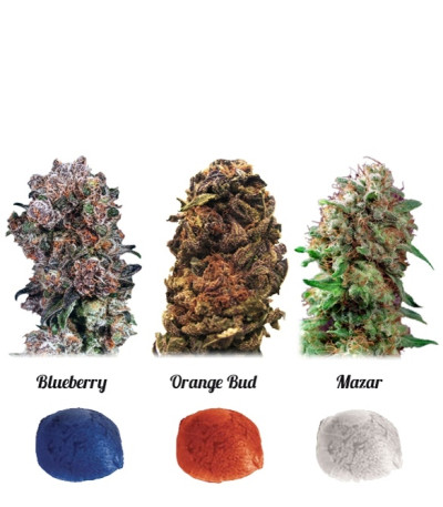 Микс семян каннабиса Colour Mix 4