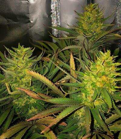 Семена сорта Durban Poison Auto fem (Семяныч)