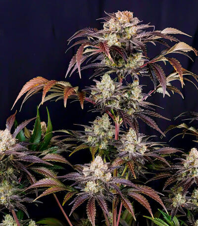 Семена сорта Frostbanger Auto F4 fem (FastBuds)