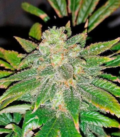 Семена сорта Pakistan Valley fem (World of Seeds)