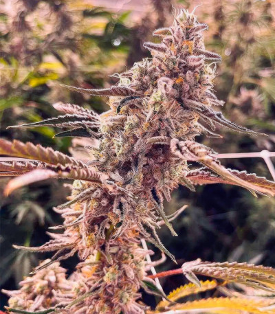 Семена сорта Animorph Mints fem (Compound Genetics)