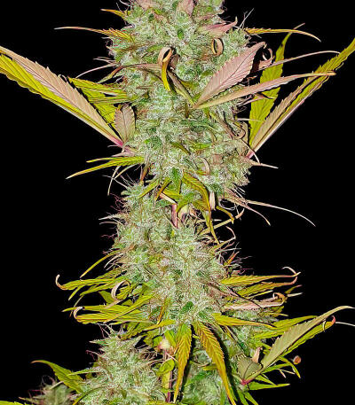 Семена сорта Chemdog Auto fem (Семяныч)