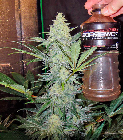 Семена сорта Eldorado fem (Nirvana Seeds)