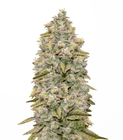 Семена сорта Bay Burger Early Version fem