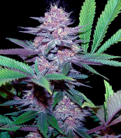 Семена сорта Blue Dream Auto fem (Humboldt Seeds)