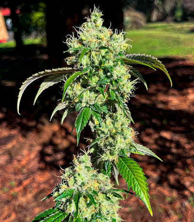 Семена сорта Chemdog Auto fem (Семяныч)