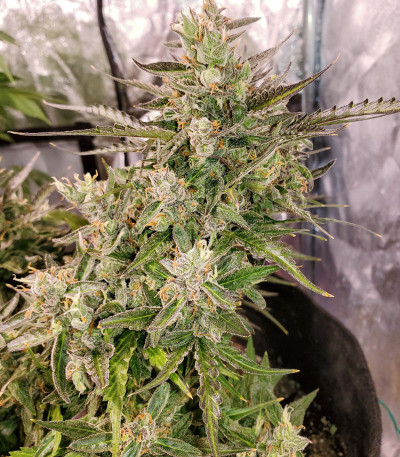 Семена сорта Auto Night Queen fem (Dutch Passion)