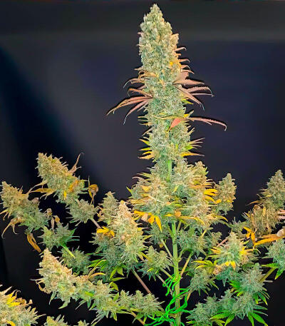 Семена сорта Chemdog Auto fem (Семяныч)
