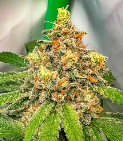 Семена сорта Dos-Vi-Dos 33 fem (Семяныч)