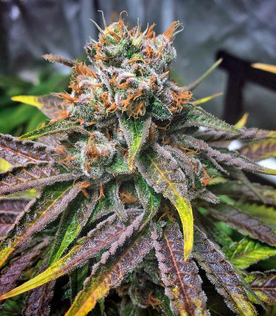 Семена сорта Master Kush fem (Nirvana Seeds)