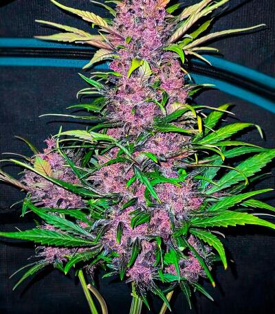 Семена сорта Green Poison Auto fem (Семяныч)