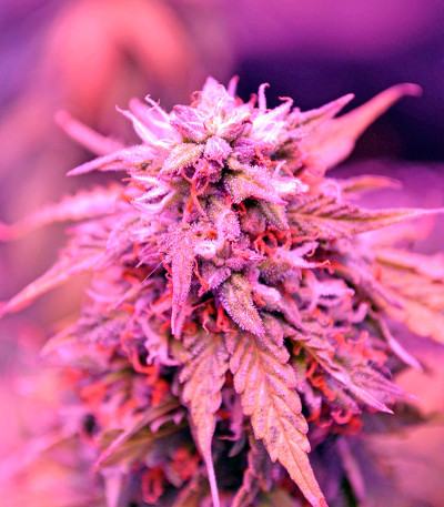 Семена сорта Auto Northern Lights fem (00 Seeds)