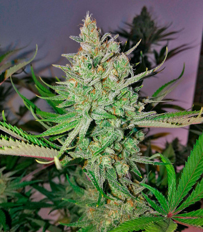 Семена сорта Super Lemon Haze x GMO fem от Green House Seeds