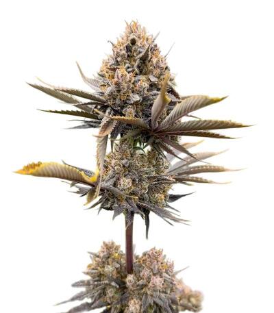 Семена сорта Banana Purple Punch Auto RF3 fem (FastBuds)